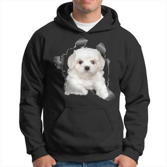 Cute Maltese Torn Cloth Maltese Lover Dog Owner Puppy Hoodie | Mazezy