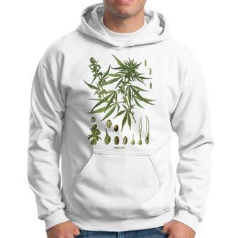 Vintage Cannabis Botanical Chart Antique Hemp Marijuana Weed Hoodie - Monsterry