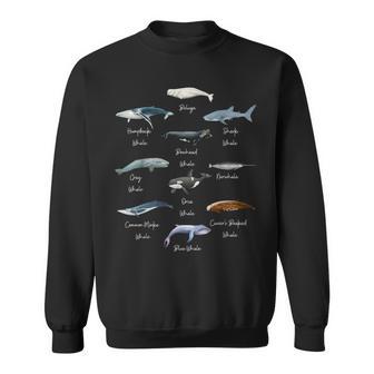 Types Of Whales Watercollor Cute Ocean Mammals Guide Sweatshirt - Monsterry DE