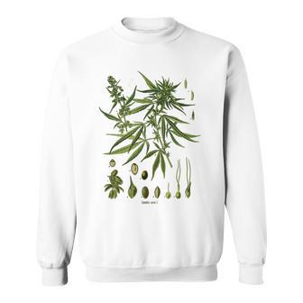 Vintage Cannabis Botanical Chart Antique Hemp Marijuana Weed Sweatshirt - Monsterry UK