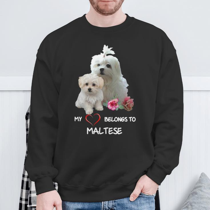Maltese Dog Heart Belongs Maltese Puppy Sweatshirt Gifts for Old Men