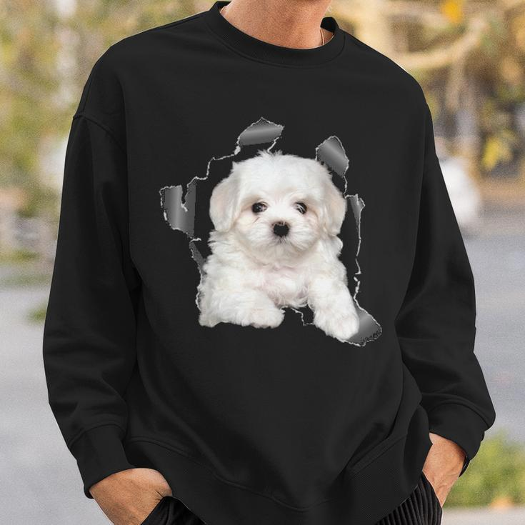 Cute Maltese Torn Cloth Maltese Lover Dog Owner Puppy Sweatshirt Gifts for Him